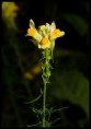 /album/lnice-obecna-linaria-vulgaris/lnice-obecna-3-jpg/